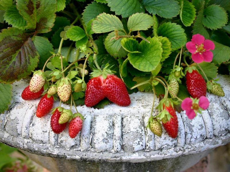fraise dans un pot