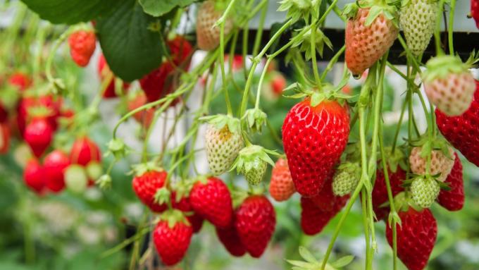 Cultiver des fraises sans secrets : découvrez comment faire pousser des fraises dans un jardin, un tunnel, voire un tonneau ou une canalisation