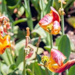 Que faire des tulipes après leur floraison ?  Quand les sortir du sol et dans quelles conditions les stocker ?