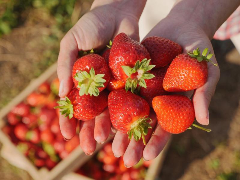 tableau des variétés de fraises