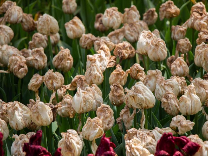 maladies fongiques des tulipes