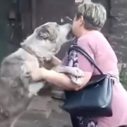 Après de nombreuses années, elle a retrouvé son chien bien-aimé.  Leurs réactions sont déchirantes