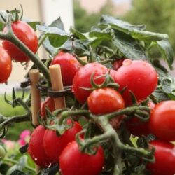 Tomates cerises sur le balcon : comment les cultiver et en entretenir pour qu'elles donnent des récoltes abondantes ?  Astuces et conseils utiles
