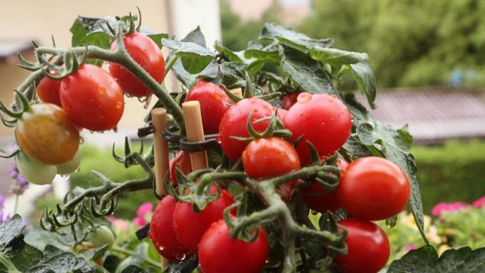 Tomates cerises sur le balcon : comment les cultiver et en entretenir pour qu'elles donnent des récoltes abondantes ?  Astuces et conseils utiles
