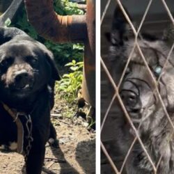 Deux chiens malades emprisonnés dans des conditions effroyables.  Une chaîne et une cage ne sont rien