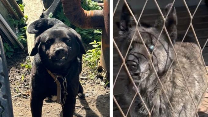 Deux chiens malades emprisonnés dans des conditions effroyables.  Une chaîne et une cage ne sont rien