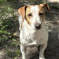 Włodzimierz Cimoszewicz a sauvé un chien abandonné dans la forêt.  Il a immédiatement su ce qu'il devait faire