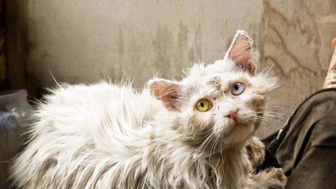 40 chatons ont été piégés dans des conditions dramatiques.  Ils ont vécu l'enfer