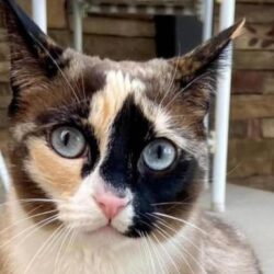 Le chat voyageur a été retrouvé à l’autre bout du pays.  Comment elle est arrivée là-bas est controversée