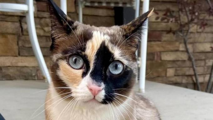 Le chat voyageur a été retrouvé à l’autre bout du pays.  Comment elle est arrivée là-bas est controversée
