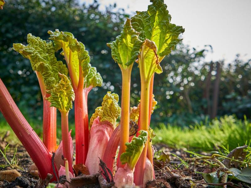 rhubarbe poussant à partir de graines
