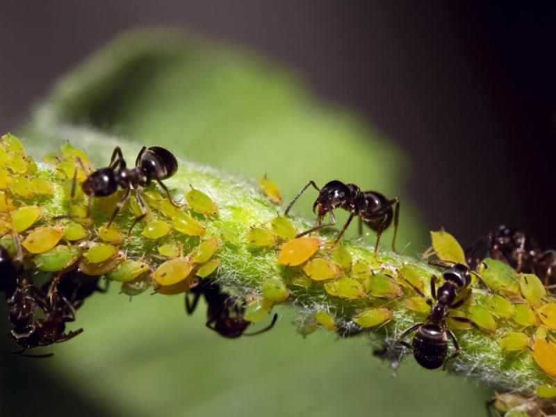 les fourmis mangent-elles les pucerons