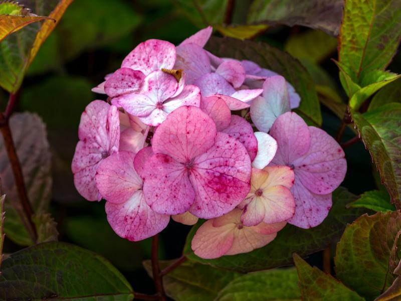 hortensia de jardin hivernant