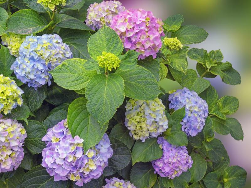 hortensia de jardin comment hiverner