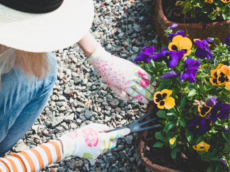 Quand planter des pensées