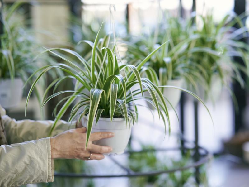 Comment faire des engrais pour Herbal