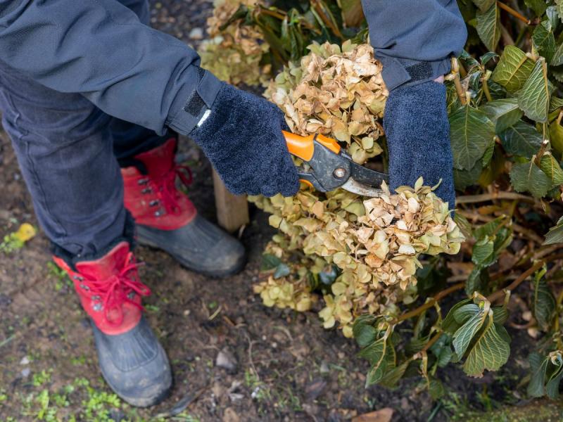 Erreurs dans l'élagage de l'hortensia