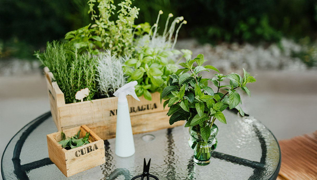 Mini potager dans des boîtes en bois: une solution verte, parfumée et de conception pour les balcons et les terrasses.