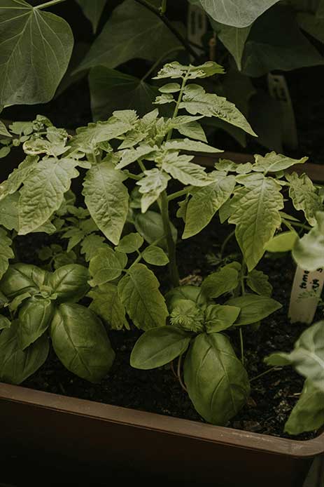 Cultivation du basilic et de la tomate dans les pots sur un balcon.