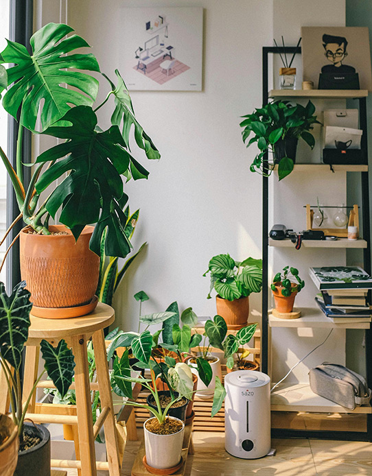 Plantes intérieures qui contribuent à réduire la pollution sonore domestique.