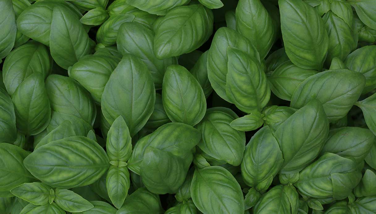 Ferme -up des feuilles de basilic vert, plante anti-média aromatique