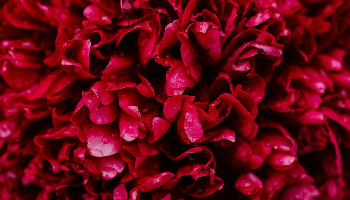 Fleur de fleur de géranium rouge intense, plante anti-média décorative