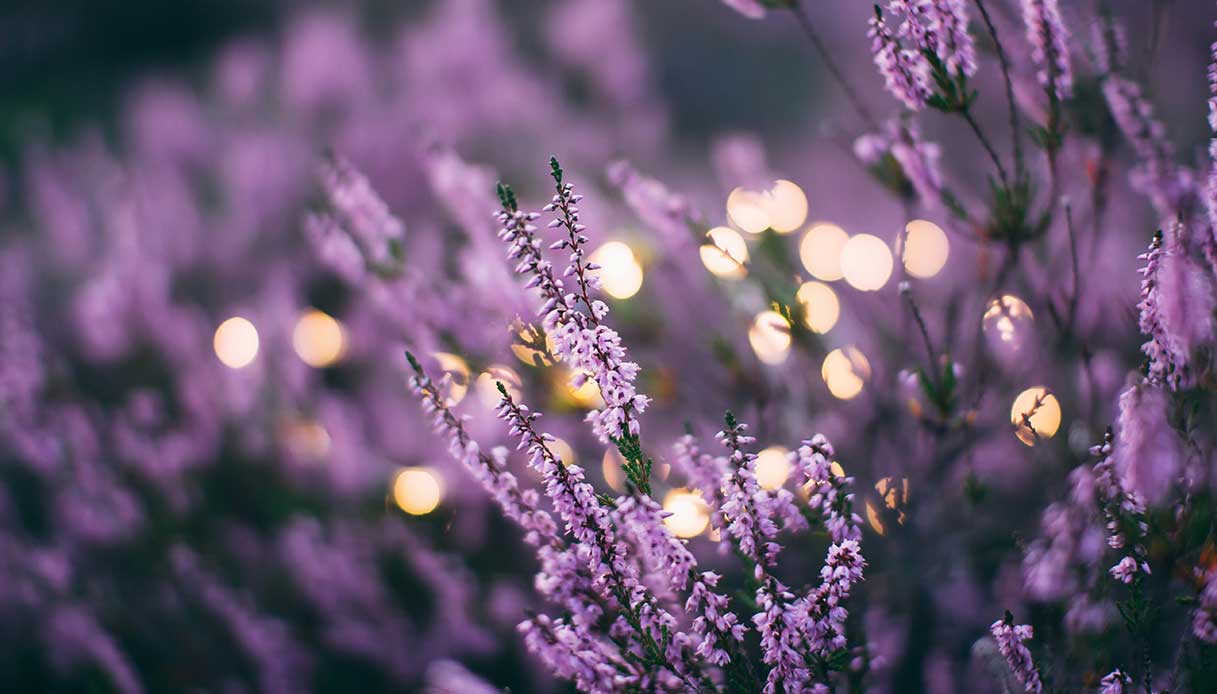 Fleurs violettes lavande au premier plan, plante anti-média naturelle