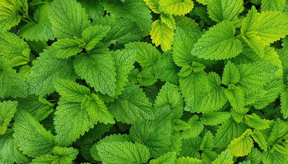 Gros plan des feuilles de menthe verte, une plante aromatique et un répulsif naturel contre les moustiques